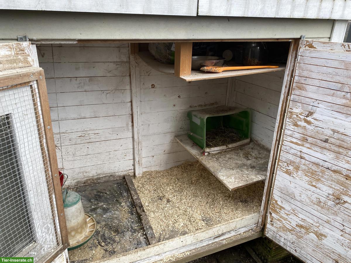 Bild 4: 4 Zwerg-Seidenhühner mit Stall abzugeben