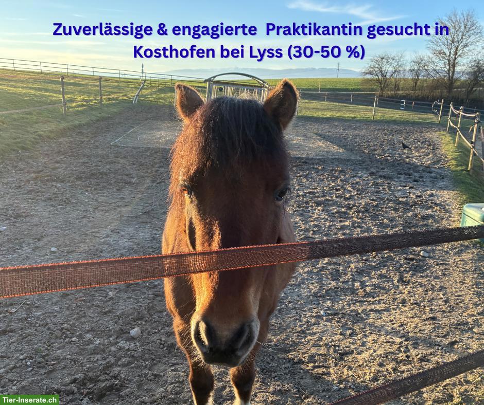 Suchen engagierte Praktikantin 30-50% in der Nähe von Lyss