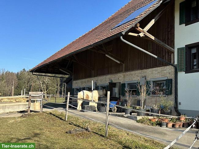 Bild 2: Offenstall für Selbstversorger in Mettmenstetten ZH