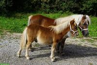 2 Shetlandpony Junghengste suchen neues Zuhause