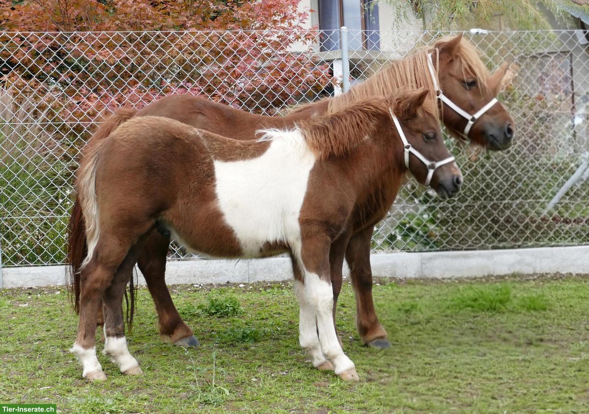 Bild 2: 2 Shetlandpony Junghengste suchen neues Zuhause