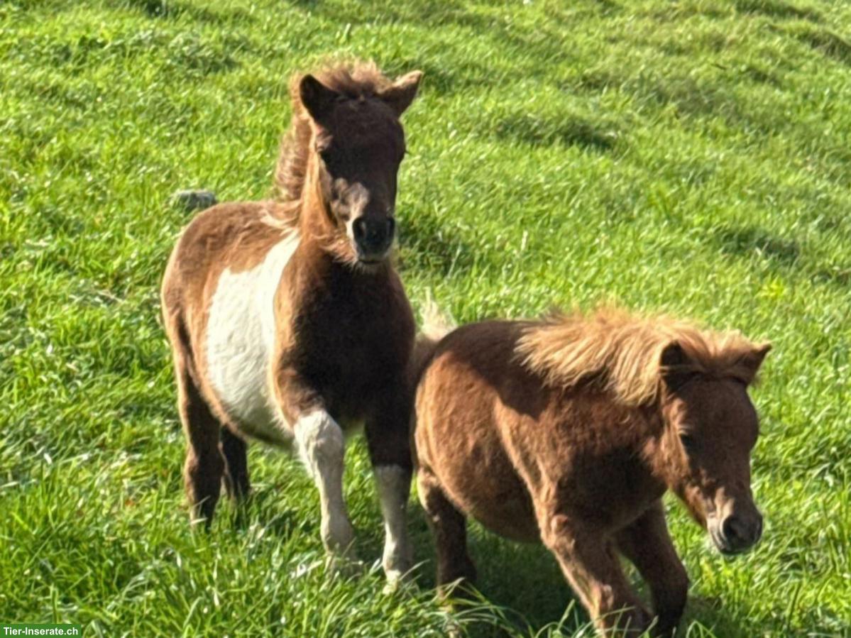 Bild 3: 2 Shetlandpony Junghengste suchen neues Zuhause