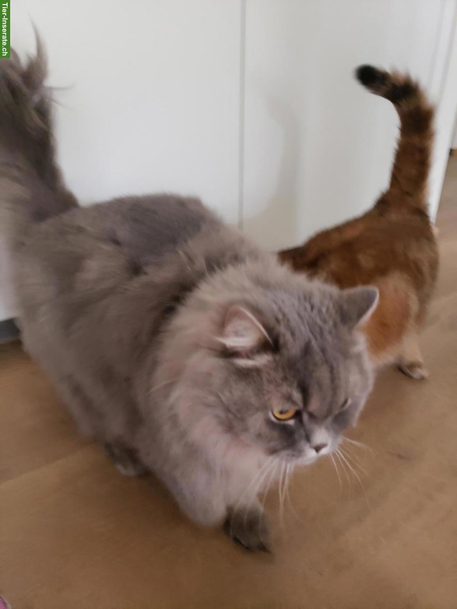 Bild 2: 2 Katzen; Britisch Langhaar + Britisch Kurzhaar, männlich