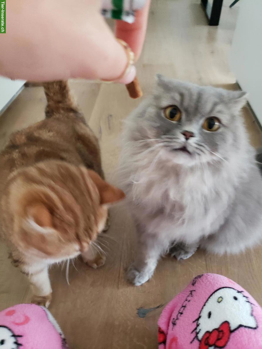 Bild 3: 2 Katzen; Britisch Langhaar + Britisch Kurzhaar, männlich