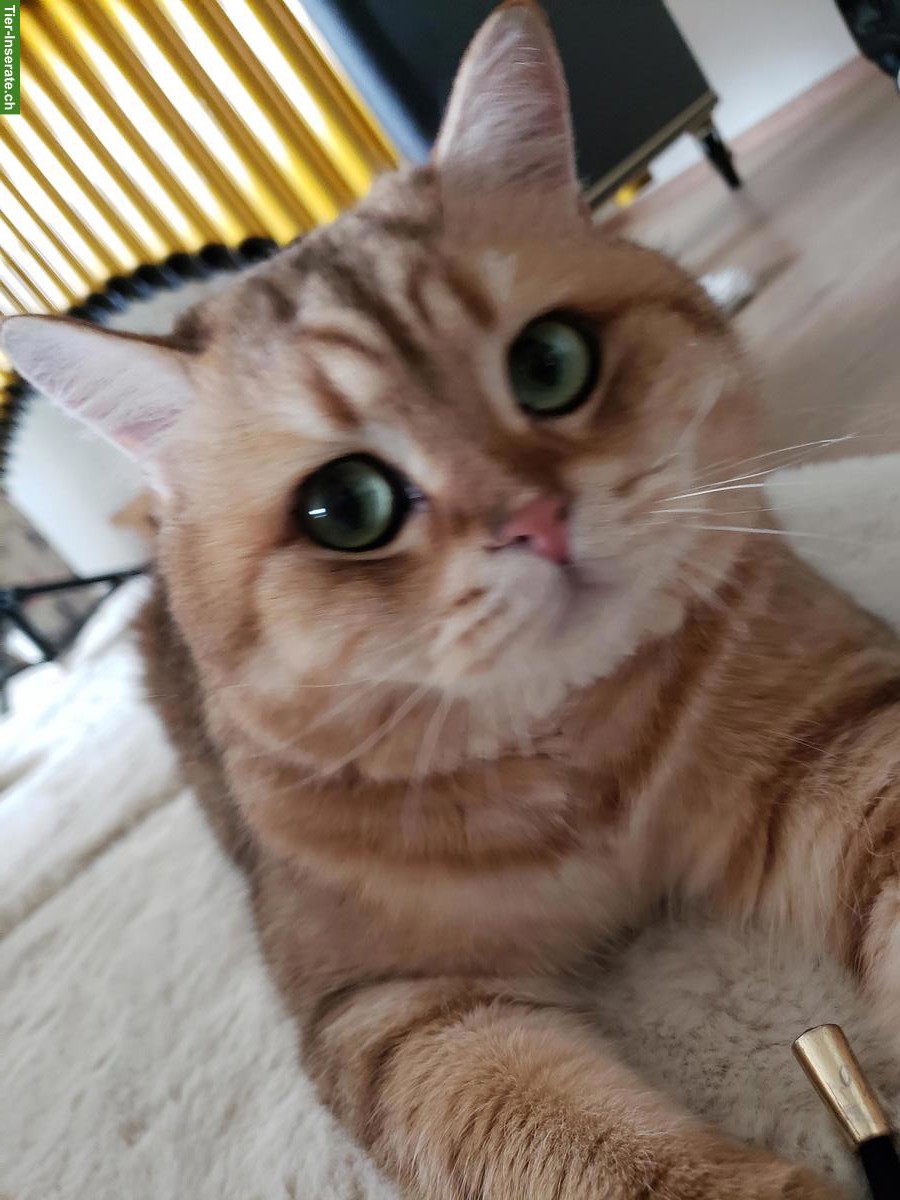 Bild 4: 2 Katzen; Britisch Langhaar + Britisch Kurzhaar, männlich