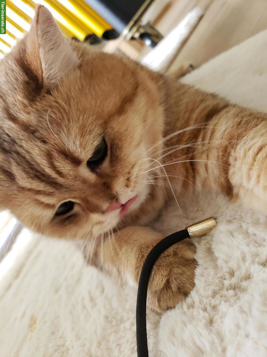 Bild 5: 2 Katzen; Britisch Langhaar + Britisch Kurzhaar, männlich