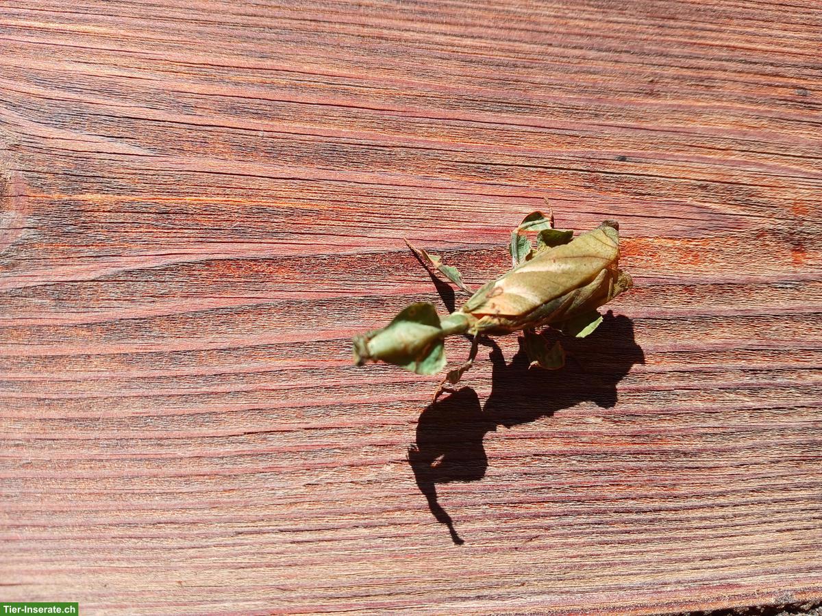 Geistermantis (Phyllocrania paradoxa) Jungtiere