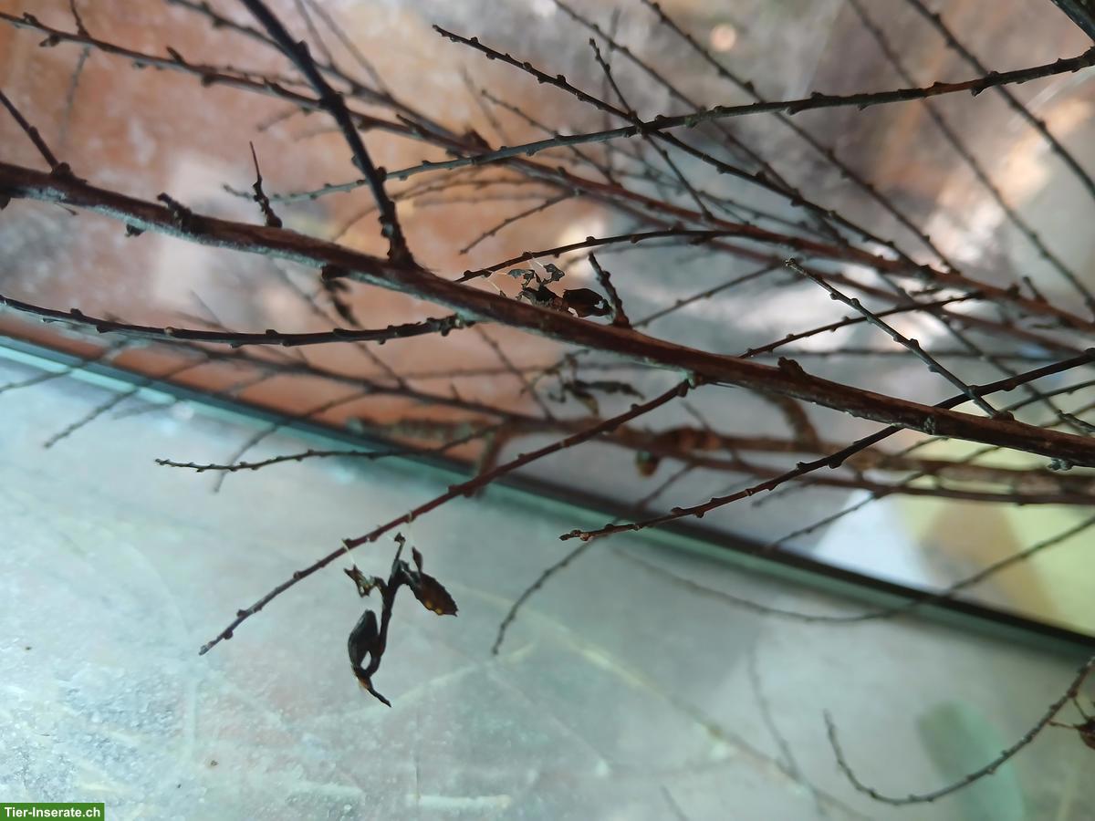 Bild 2: Geistermantis (Phyllocrania paradoxa) Jungtiere