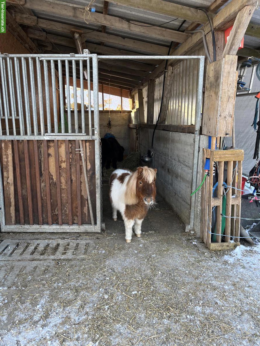 Bild 2: Hübsche Shetlandponys suchen gemeinsam guten Platz