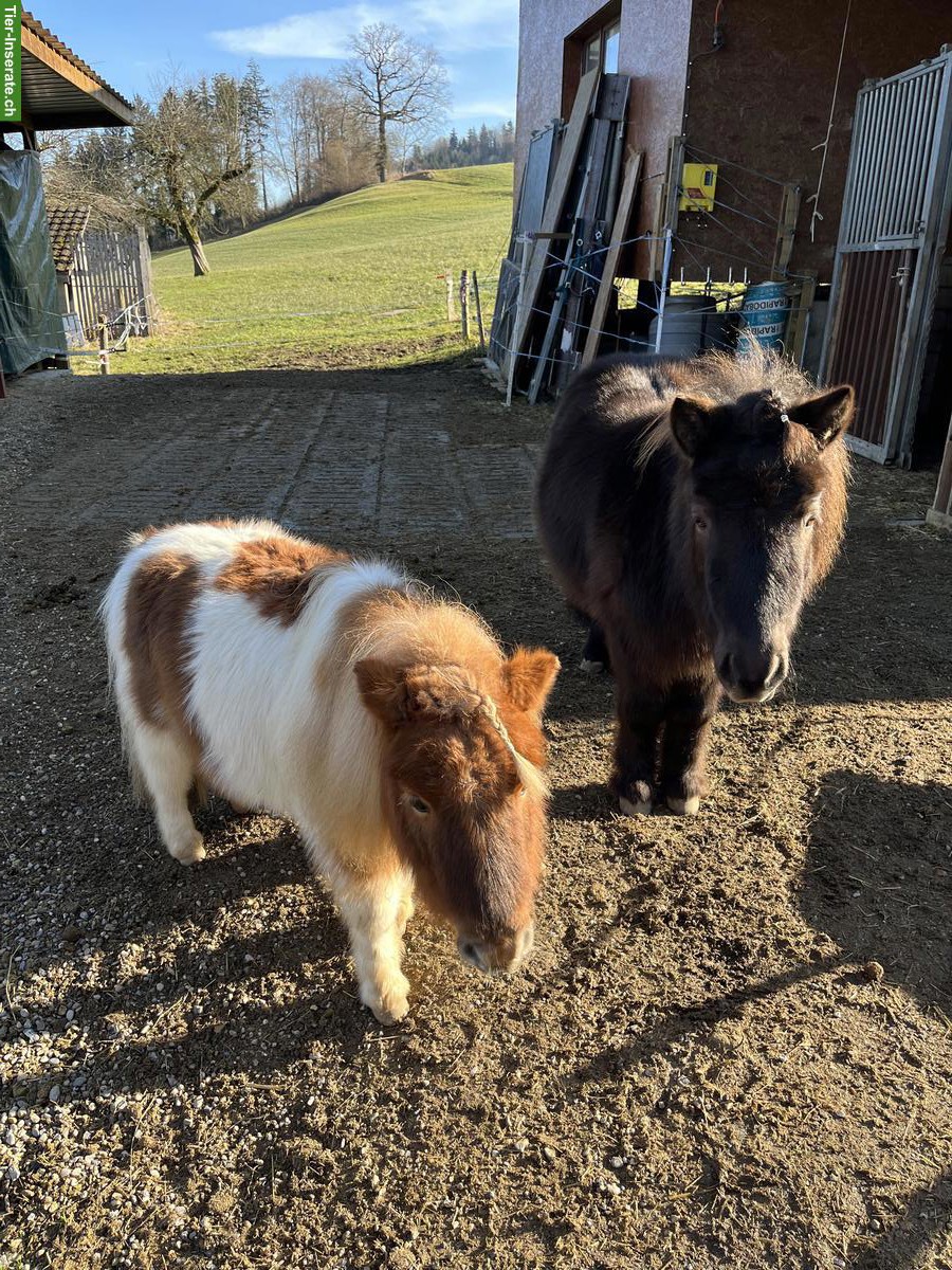 Bild 4: Hübsche Shetlandponys suchen gemeinsam guten Platz