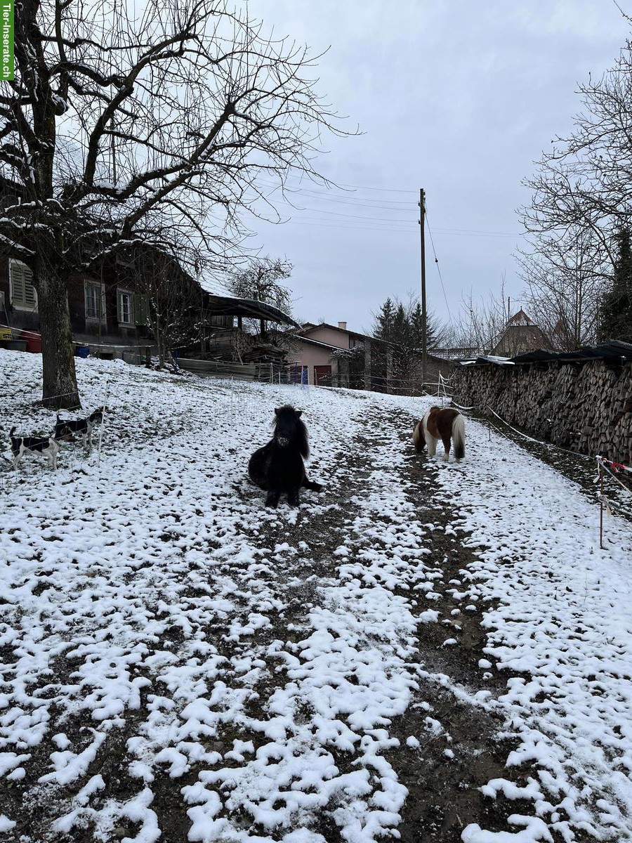 Bild 5: Hübsche Shetlandponys suchen gemeinsam guten Platz