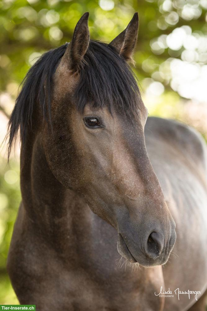 PRE Wallach, 3-jährig, barocker Typ mit Charakter & Nervenstärke