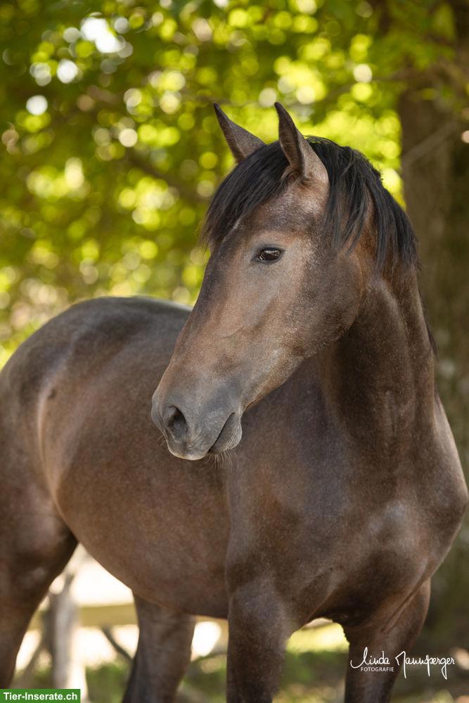 Bild 2: PRE Wallach, 3-jährig, barocker Typ mit Charakter & Nervenstärke