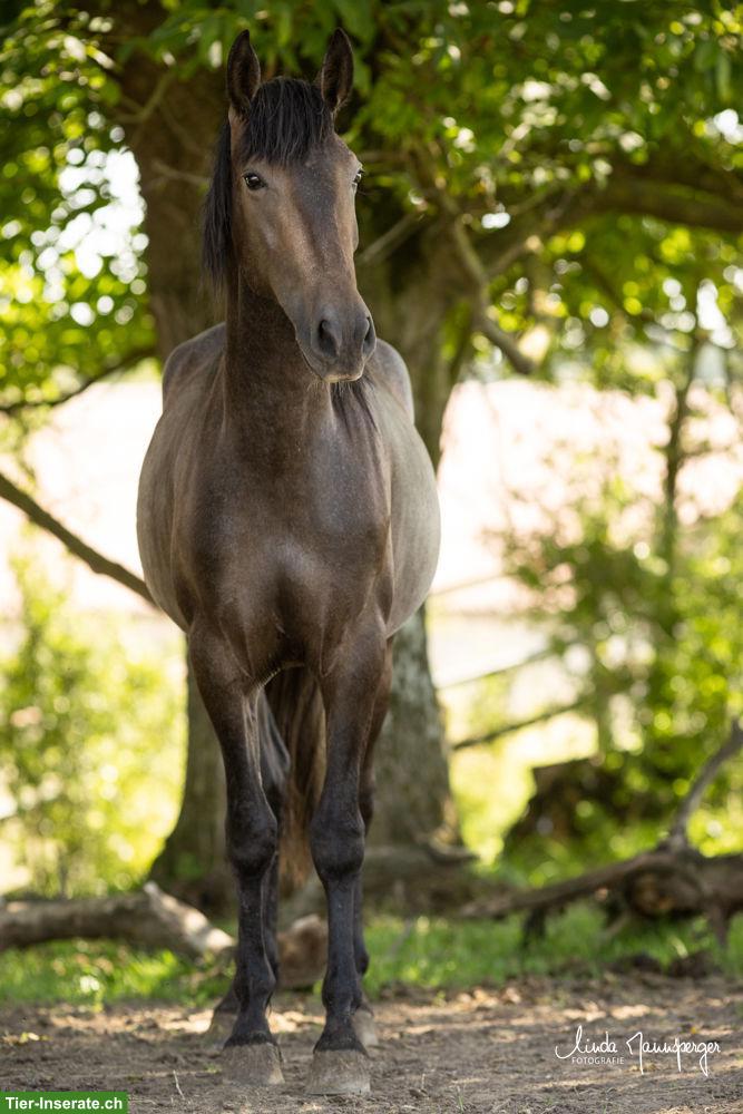 Bild 3: PRE Wallach, 3-jährig, barocker Typ mit Charakter & Nervenstärke