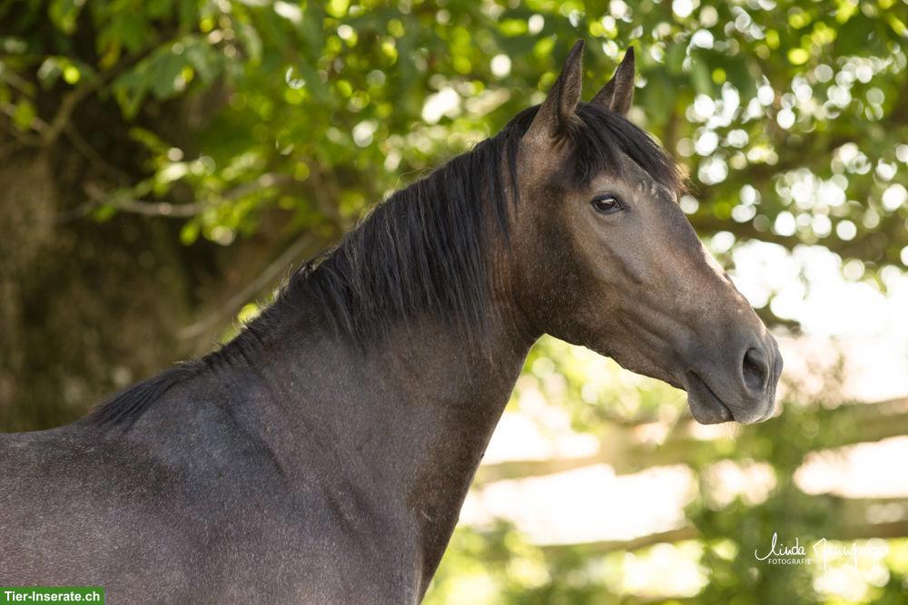 Bild 5: PRE Wallach, 3-jährig, barocker Typ mit Charakter & Nervenstärke