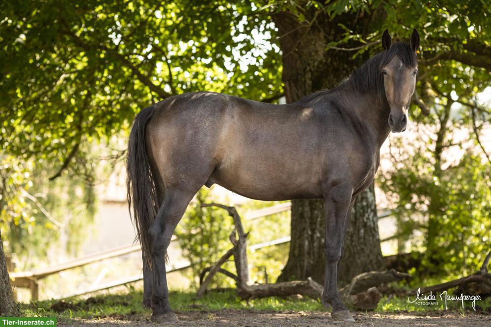 Bild 6: PRE Wallach, 3-jährig, barocker Typ mit Charakter & Nervenstärke