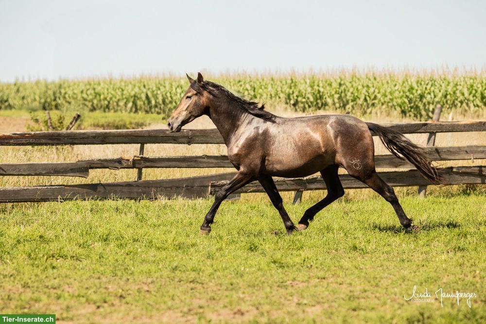 Bild 8: PRE Wallach, 3-jährig, barocker Typ mit Charakter & Nervenstärke