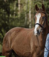 Hannoveraner Wallach mit Herz aus Gold sucht 5* Zuhause