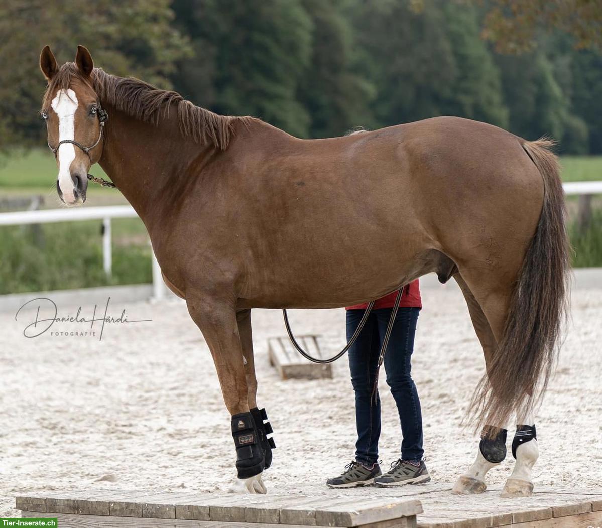 Bild 2: Hannoveraner Wallach mit Herz aus Gold sucht 5* Zuhause