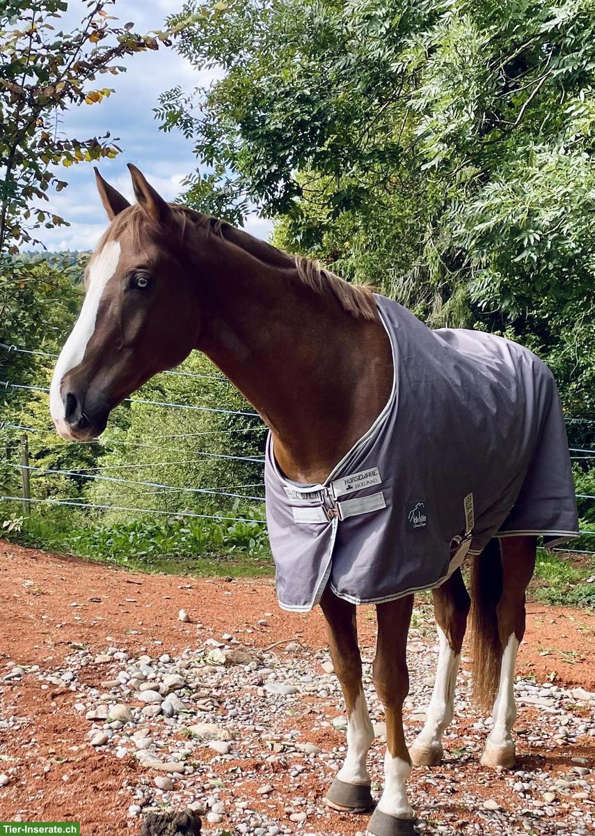 Bild 4: Hannoveraner Wallach mit Herz aus Gold sucht 5* Zuhause