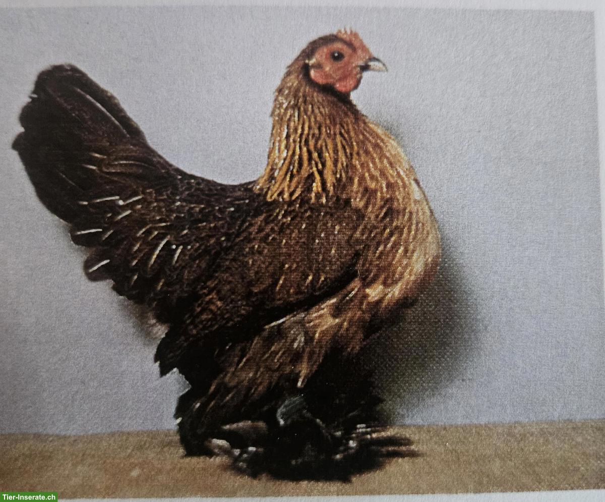 Federfüssige Zwerghennen zu verkaufen