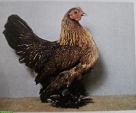 Federfüssige Zwerghennen zu verkaufen