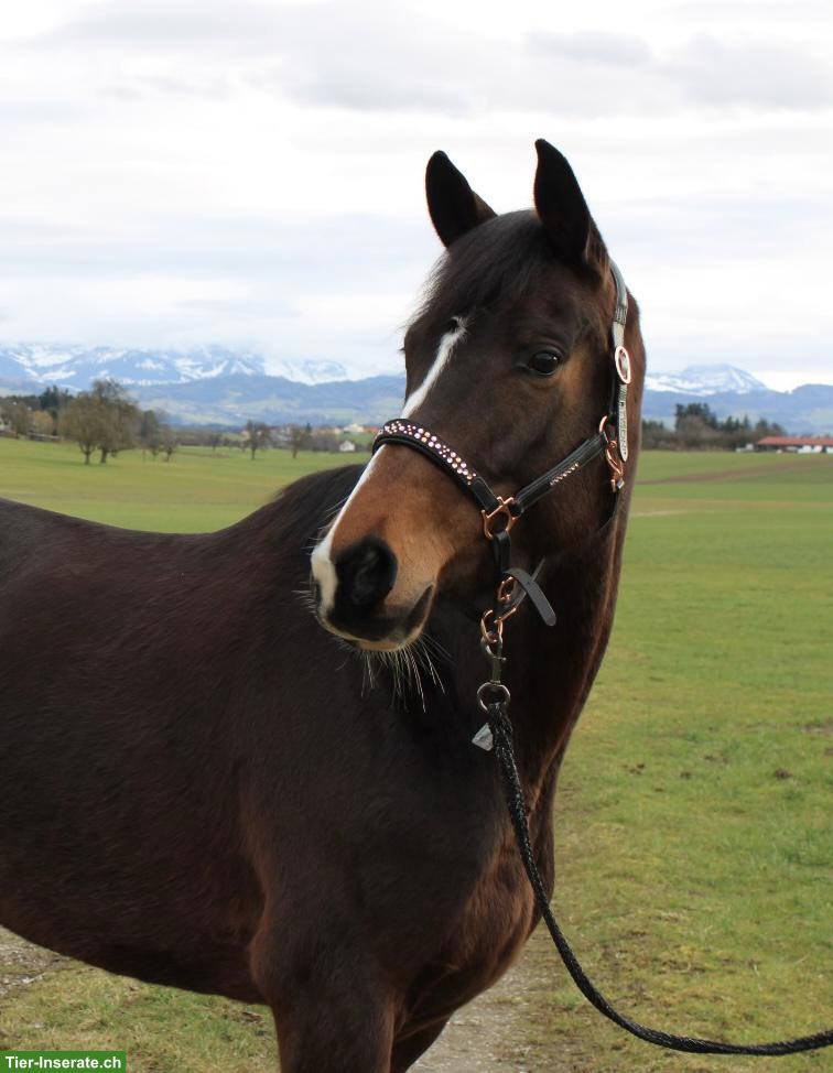 Bildhübsche Trakehner Stute mit sehr guten Grundgangarten