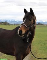 Bildhübsche Trakehner Stute mit sehr guten Grundgangarten