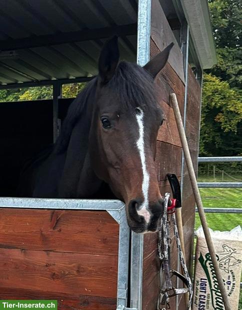 Bild 2: Bildhübsche Trakehner Stute mit sehr guten Grundgangarten