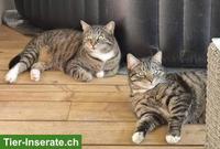 Katzenbrüder suchen dringend gemeinsames Zuhause mit Freigang