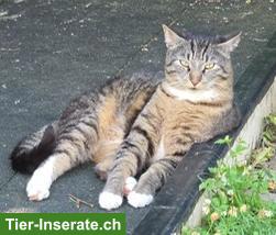 Bild 2: Katzenbrüder suchen dringend gemeinsames Zuhause mit Freigang