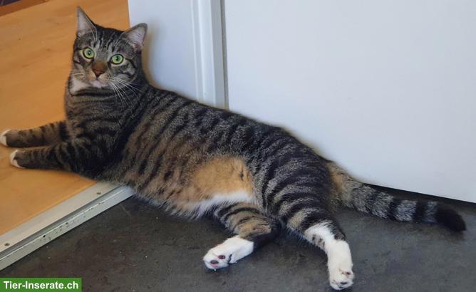 Bild 3: Katzenbrüder suchen dringend gemeinsames Zuhause mit Freigang