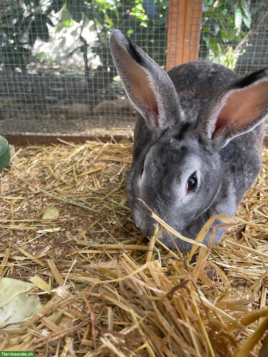 Bild 2: Graues Rex Kaninchen Chelina (2 J.) sucht neues Zuhause