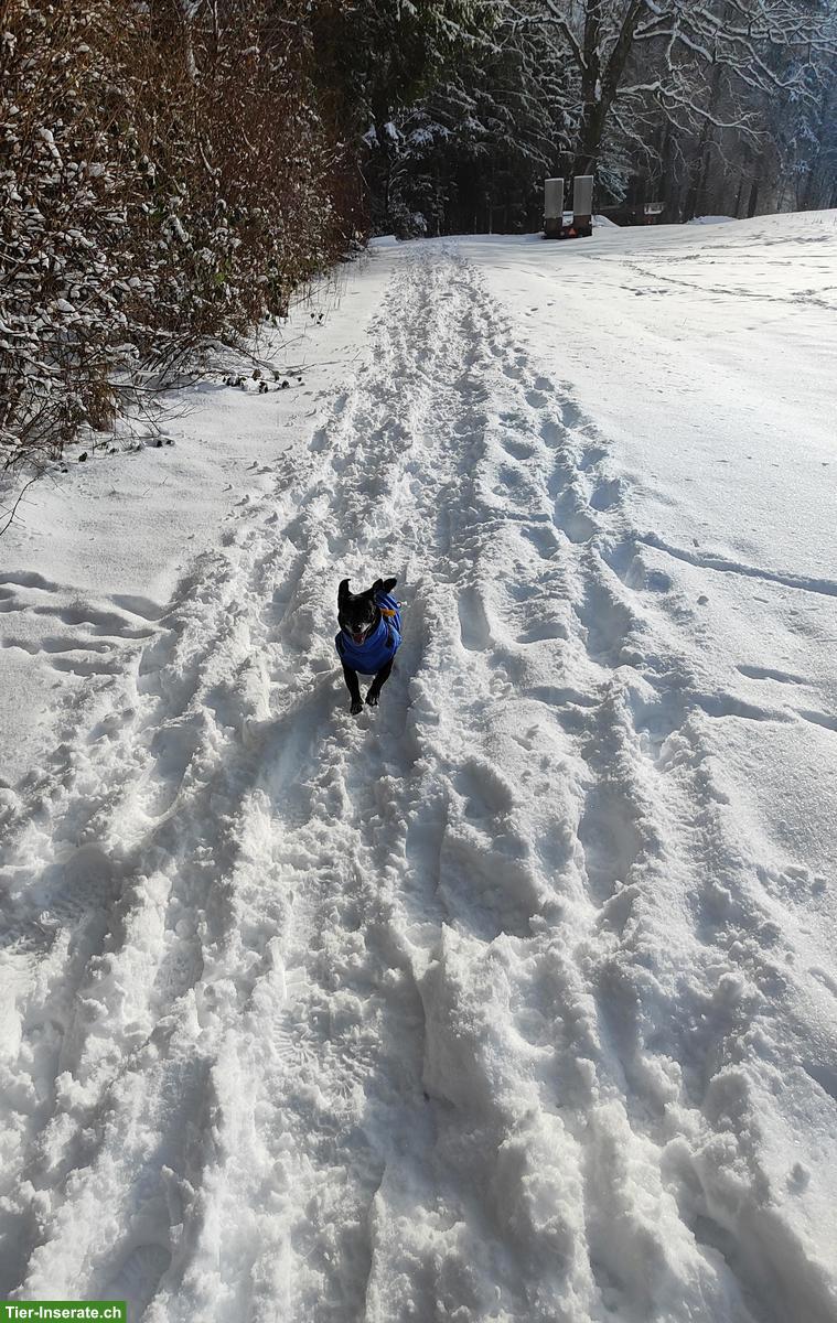Einzelplatz für kleinen Mischlingshund für ab und zu GESUCHT