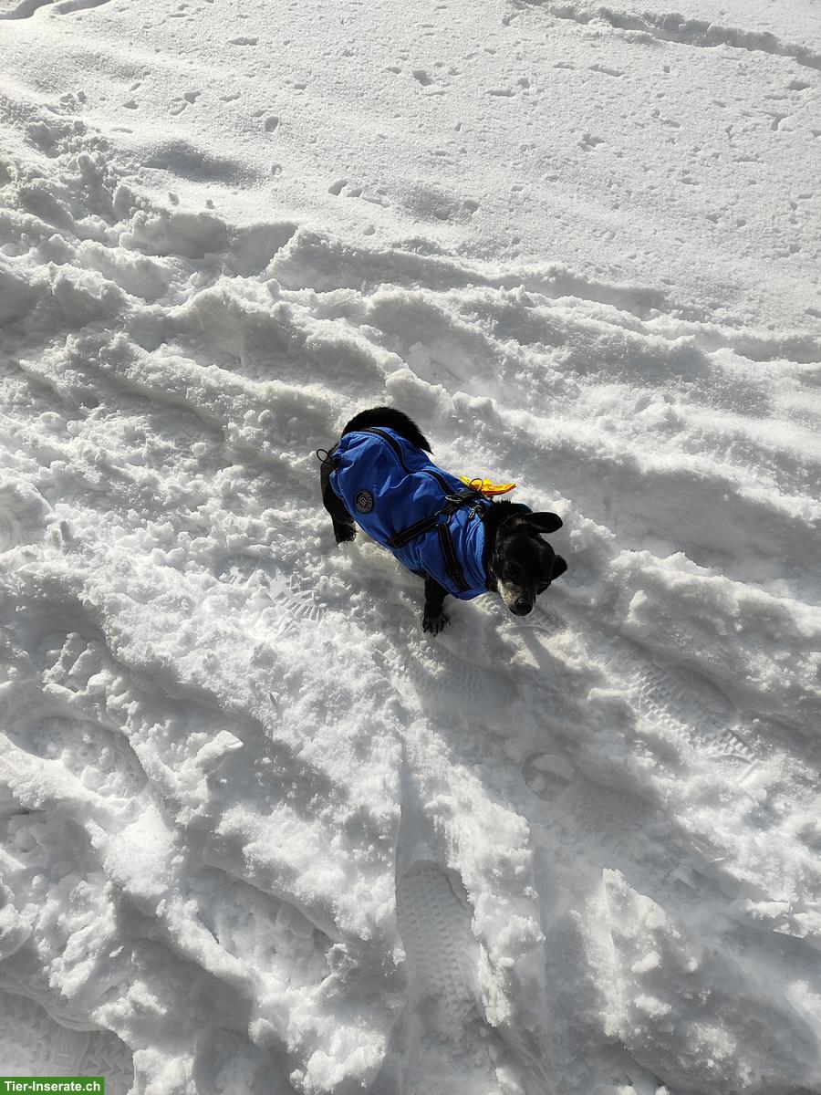 Bild 2: Einzelplatz für kleinen Mischlingshund für ab und zu GESUCHT