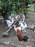 Junge Italiener-Hühner zu verkaufen