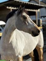 Connemara Wallach, 6-jährig, 1.53cm