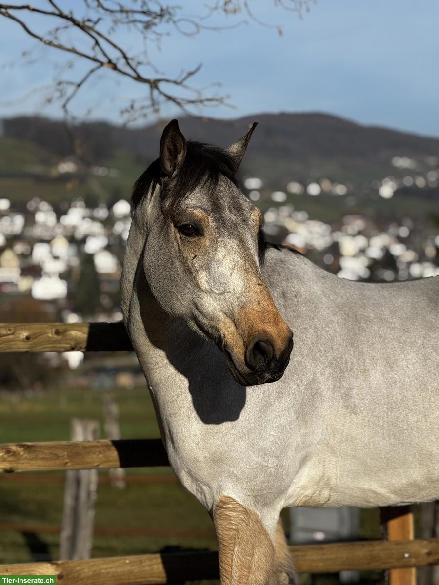 Bild 2: Connemara Wallach, 6-jährig, 1.53cm