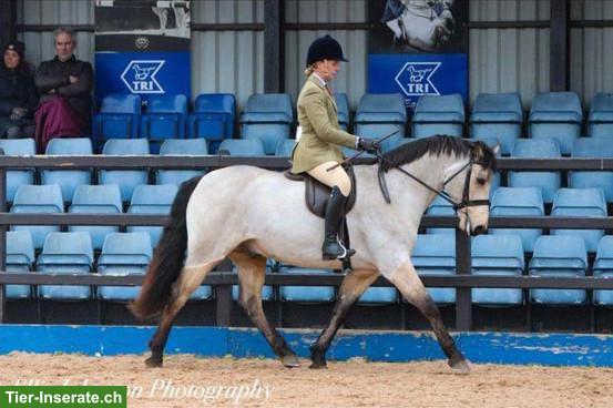 Bild 4: Connemara Wallach, 6-jährig, 1.53cm