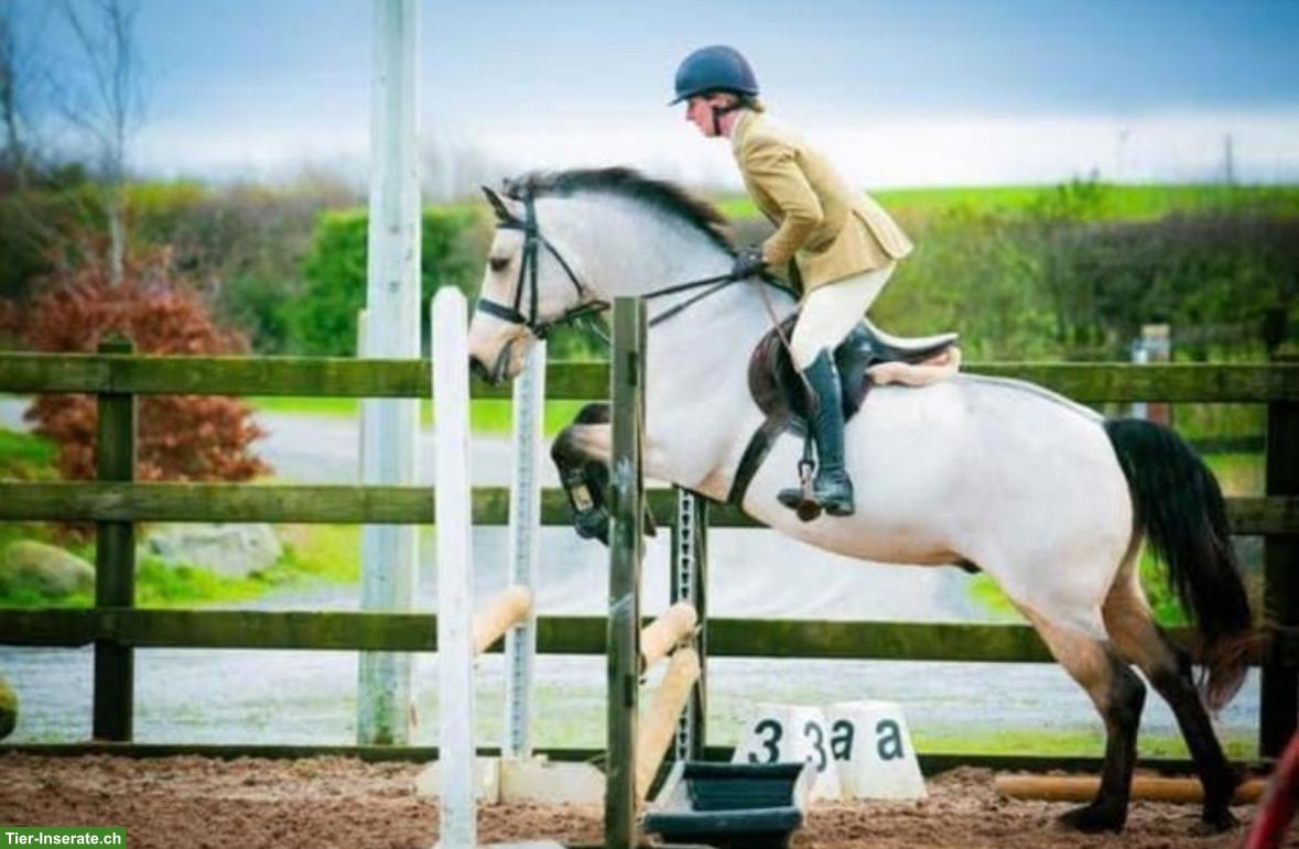 Bild 5: Connemara Wallach, 6-jährig, 1.53cm