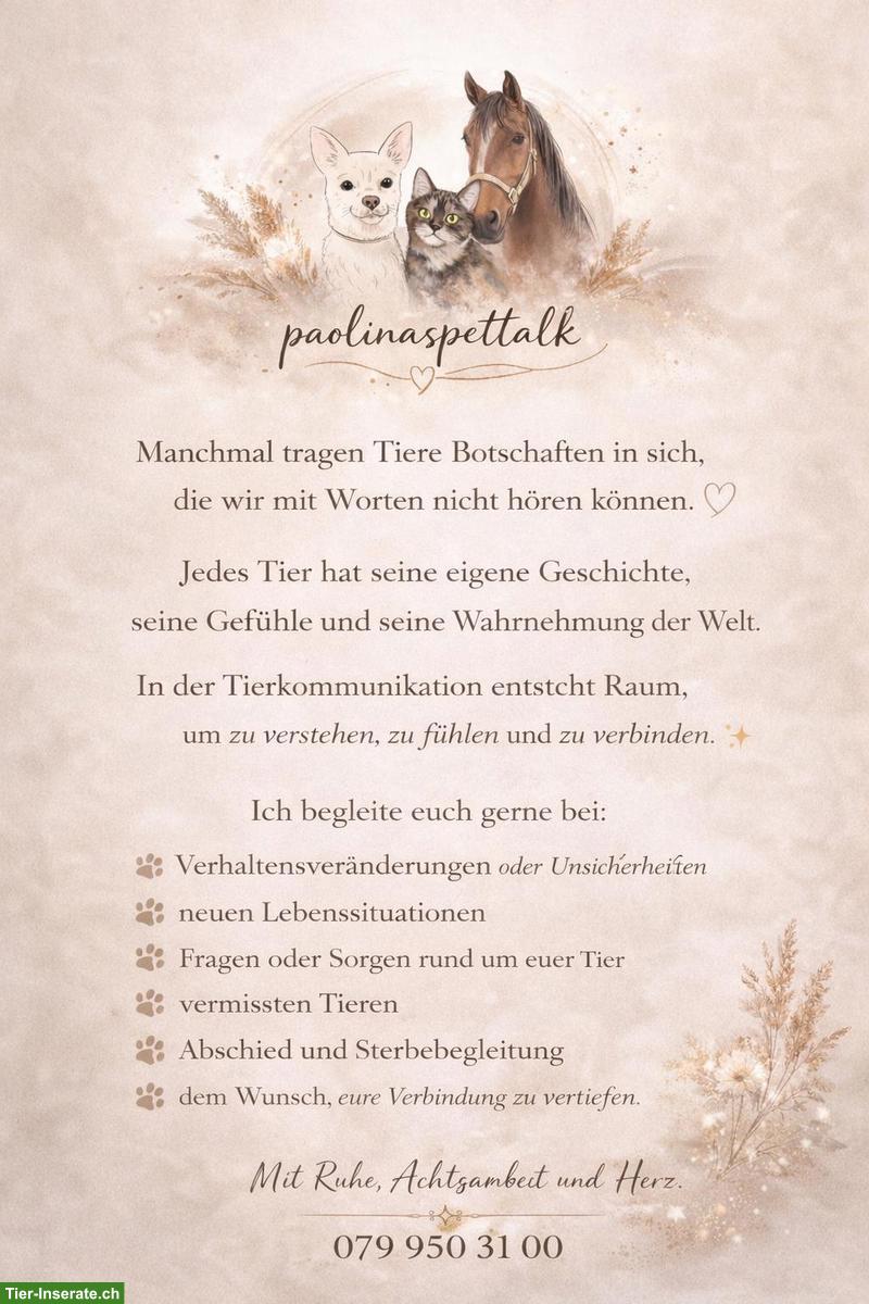 Bild 2: Tierkomunikation mit Ruhe, Achtsamkeit und Herz ❤️