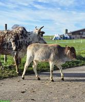 Stallteil gesucht für Zwergzebus, Region Oberaargau, Langenthal ...