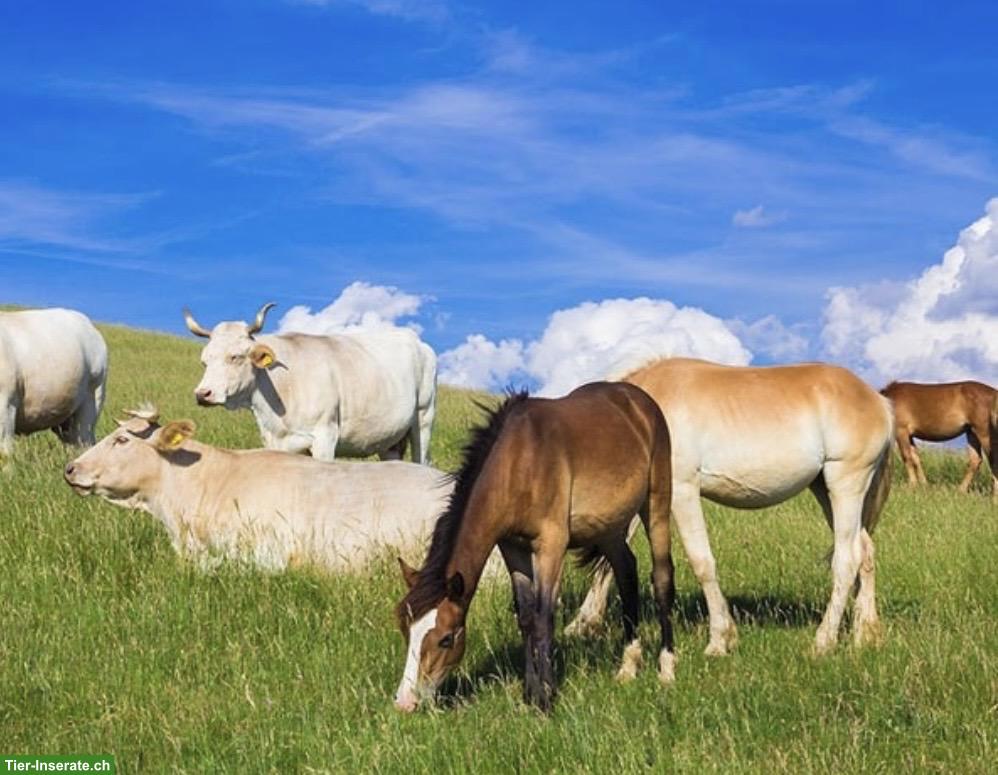 Eigenheim oder Mietobjekt GESUCHT mit Tierhaltungsmöglichkeit