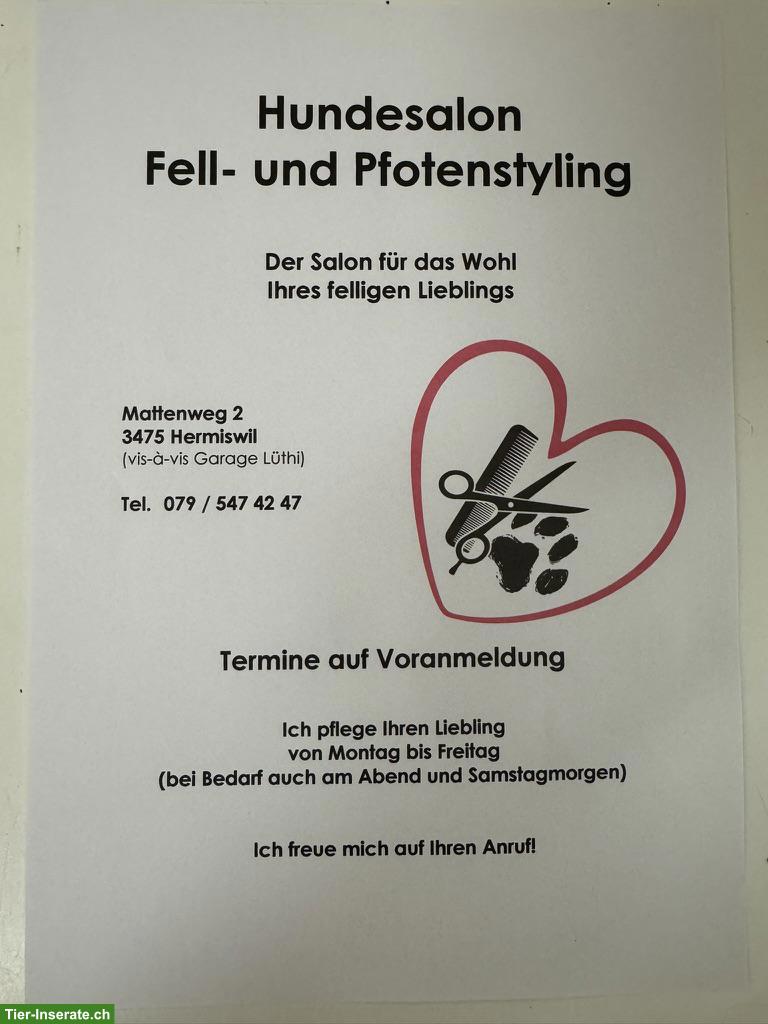 Hundesalon hat noch freie Termine
