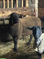 SBS Widder / Schaf sucht neue Herde