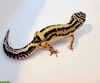 Leopardengeckos, Super Galaxy & Mack Snow Eclipse