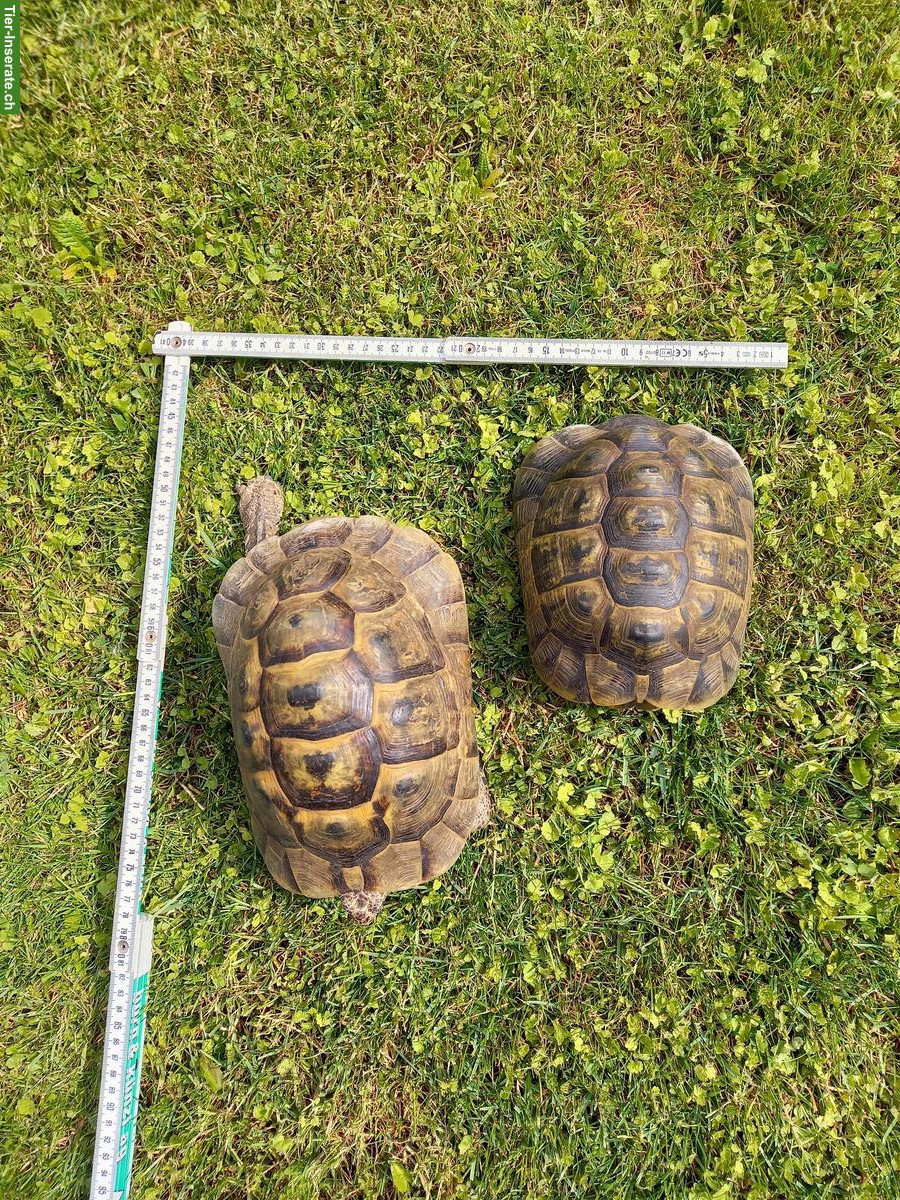 Maurische Landschildkröten ca. 30-jährig zu verkaufen