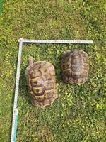 Maurische Landschildkröten ca. 30-jährig zu verkaufen