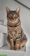 Getigerter Kater, 3-jährig, sucht neues Zuhause