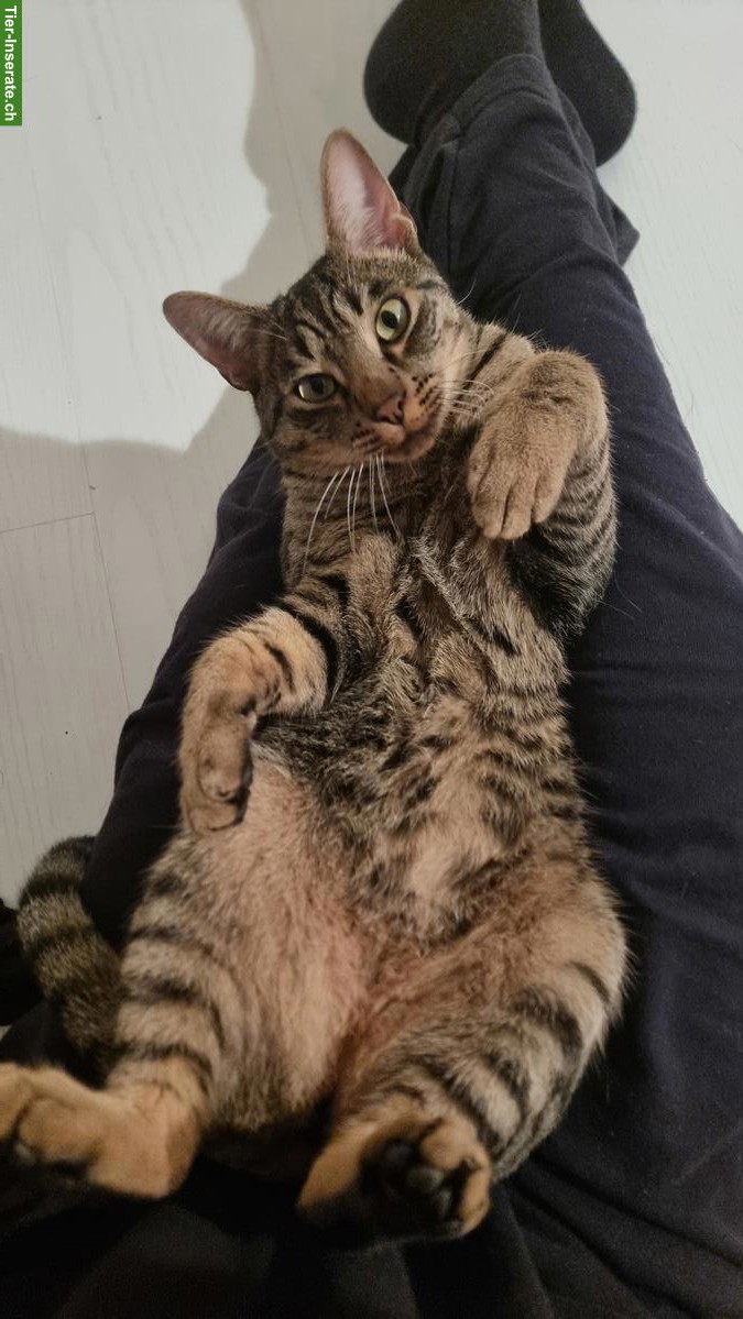 Bild 2: Getigerter Kater, 3-jährig, sucht neues Zuhause